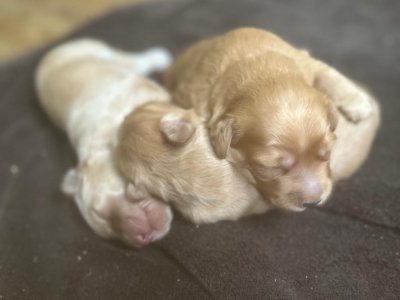 Bonnie 1st pups